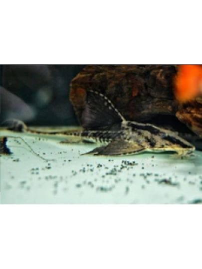 Loricaria sp. Rio Atabapo